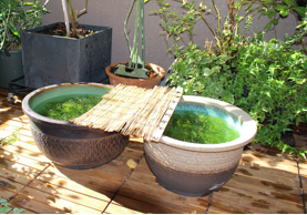 《指導医ブログ》メダカで癒し（耳鼻咽喉科 専任部長Dr.佐伯）